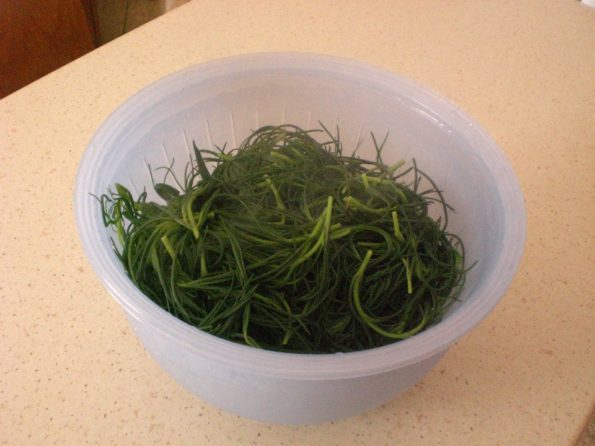 11011719_343158419216841_6360747052632608066_n