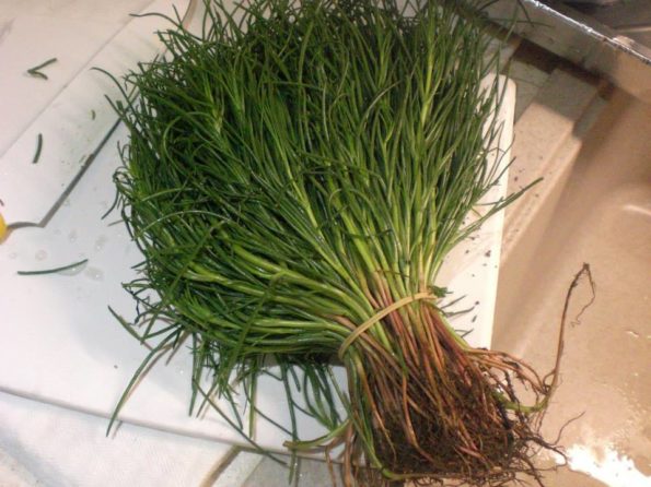 11162213_343158359216847_353223524327697897_n