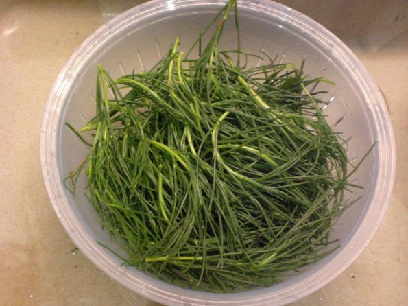 11220485_343158345883515_1405447894939738977_n