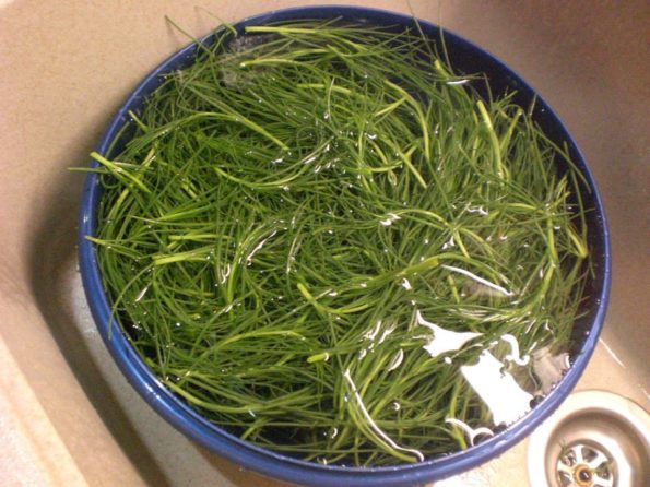 11267439_343158362550180_1957543588409037980_n