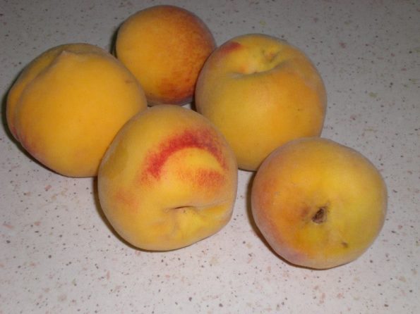 1461117_171698129696205_1503884515_n